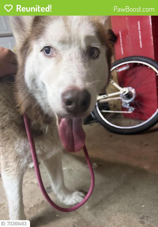 Reunited Male Dog last seen Street, Plano, TX 75023