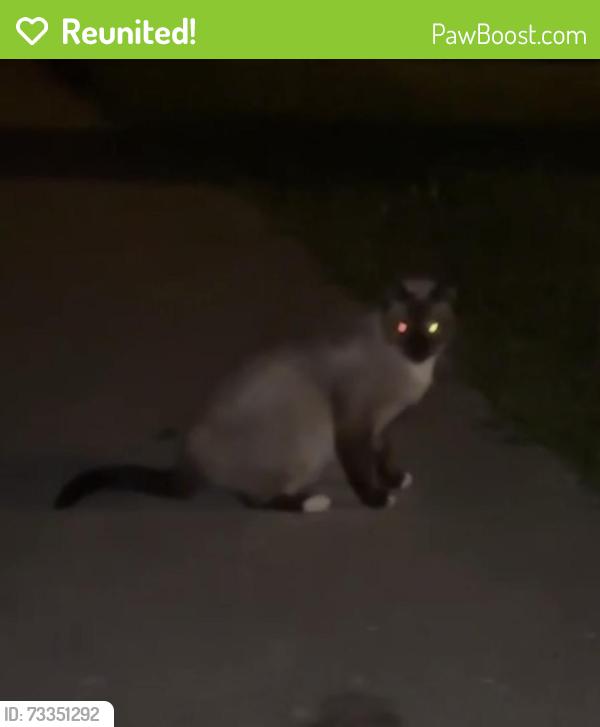 Reunited Female Cat last seen MASH Running Track, Meadville, PA 16335