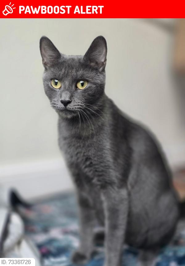 Lost Female Cat last seen Hallandale & 95, Hallandale Beach, FL 33009
