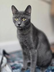 Lost Female Cat last seen Hallandale & 95, Hallandale Beach, FL 33009