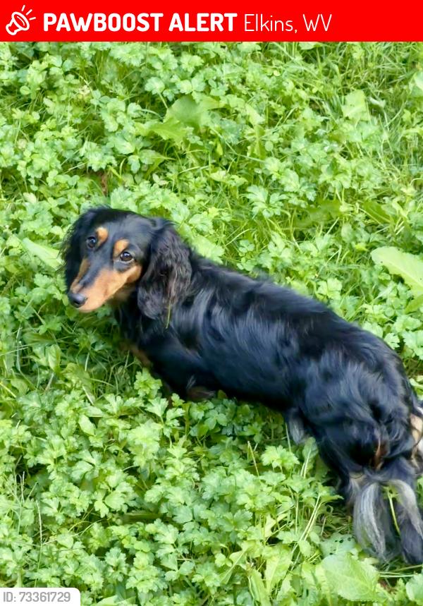 Lost Female Dog last seen Heather Ln, Chenoweth Creek, Elkins, WV 26241