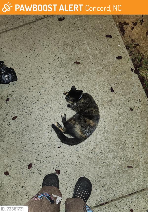 Found/Stray Female Cat last seen Blue sky dr right next to the leasing office, Concord, NC 28027