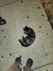 Found/Stray Female Cat last seen Blue sky dr right next to the leasing office, Concord, NC 28027