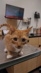 Lost Male Cat last seen Mobile Hwy and HCB, Pensacola, FL 32526