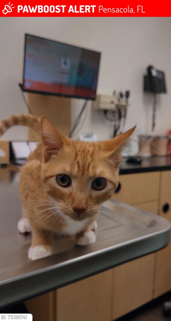 Lost Male Cat last seen Mobile Hwy and HCB, Pensacola, FL 32526