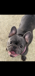 Lost Female Dog last seen Near McLaughlin ave, San Jose, CA 95116