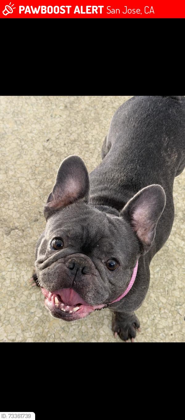 Lost Female Dog last seen Near McLaughlin ave, San Jose, CA 95116