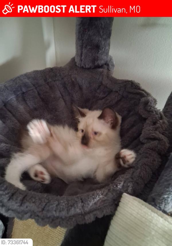 Lost Female Cat last seen Springfield, Sullivan, MO 63080