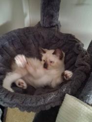 Lost Female Cat last seen Springfield, Sullivan, MO 63080