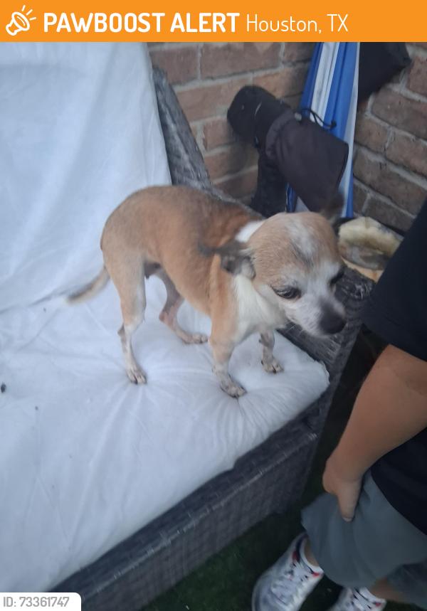 Found/Stray Female Dog last seen Synott rd and bissionet st, Houston, TX 77083
