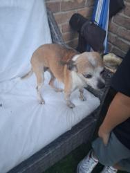 Found/Stray Female Dog last seen Synott rd and bissionet st, Houston, TX 77083