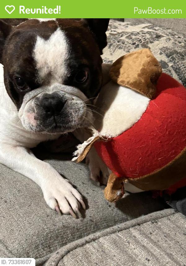 Reunited Male Dog last seen Pamela drive and Ray Krebbs drive, La Vergne, TN 37086