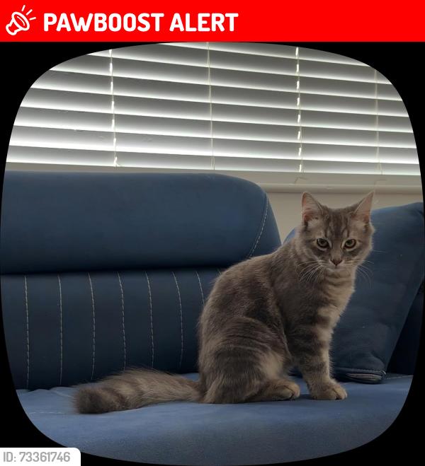 Lost Male Cat last seen N13 6dj, Greater London, England N13 6DJ