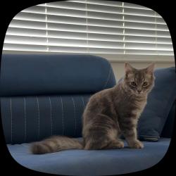 Lost Male Cat last seen N13 6dj, Greater London, England N13 6DJ