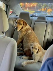Found/Stray Female Dog last seen Bellaire and 59, Houston, TX 77036