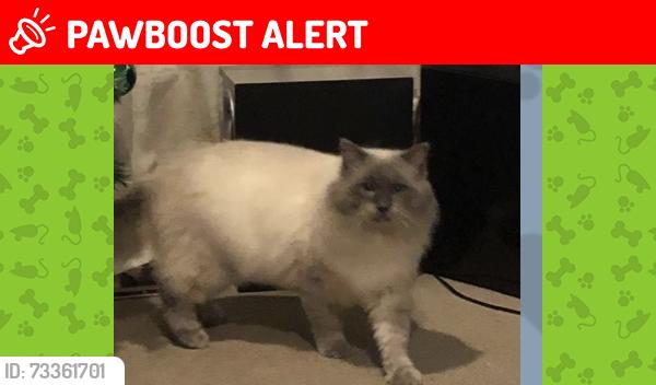 Lost Male Cat last seen Sailsbury ave westcliff on sea, Southend-on-Sea, England 