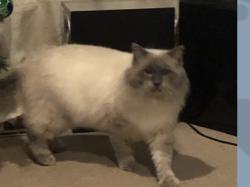 Lost Male Cat last seen Sailsbury ave westcliff on sea, Southend-on-Sea, England 