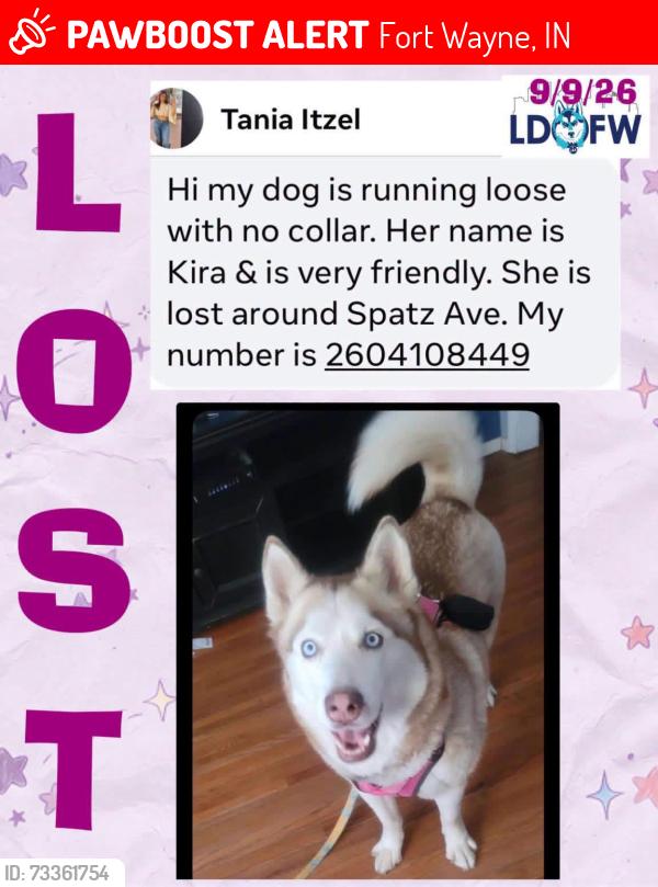 Lost Female Dog last seen Spatz in Fort Wayne, Fort Wayne, IN 46806