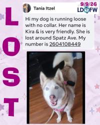 Lost Female Dog last seen Spatz in Fort Wayne, Fort Wayne, IN 46806