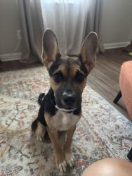 Found/Stray Male Dog last seen Greenspring Dr. / Cranbrook Dr., Arlington, TX 76016