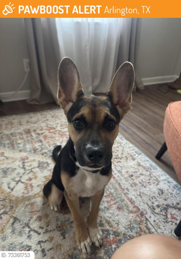 Found/Stray Male Dog last seen Greenspring Dr. / Cranbrook Dr., Arlington, TX 76016