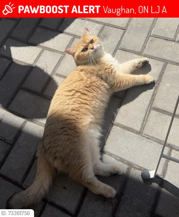 Lost Female Cat last seen Yonge & Centre, Vaughan, ON L4J 7A9