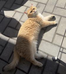 Lost Female Cat last seen Yonge & Centre, Vaughan, ON L4J 7A9