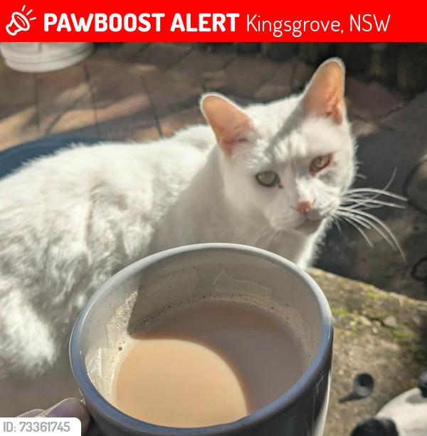 Lost Male Cat last seen Margare Street, kingsgrove Nsw 2208, Kingsgrove, NSW 2208