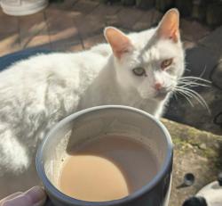 Lost Male Cat last seen Margare Street, kingsgrove Nsw 2208, Kingsgrove, NSW 2208