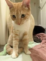 Found/Stray Male Cat last seen Starring lane, Menifee, CA 92584