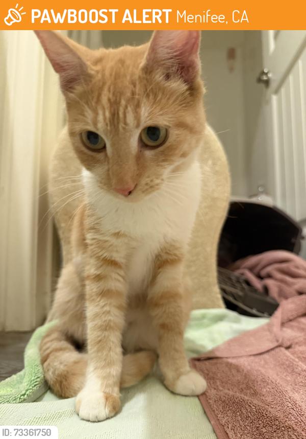 Found/Stray Male Cat last seen Starring lane, Menifee, CA 92584