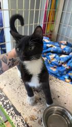 Found/Stray Male Cat last seen 29th, Oklahoma City, OK 73020