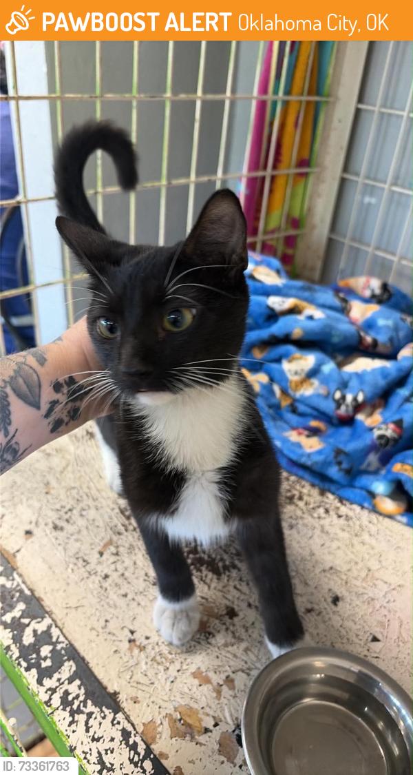 Found/Stray Male Cat last seen 29th, Oklahoma City, OK 73020