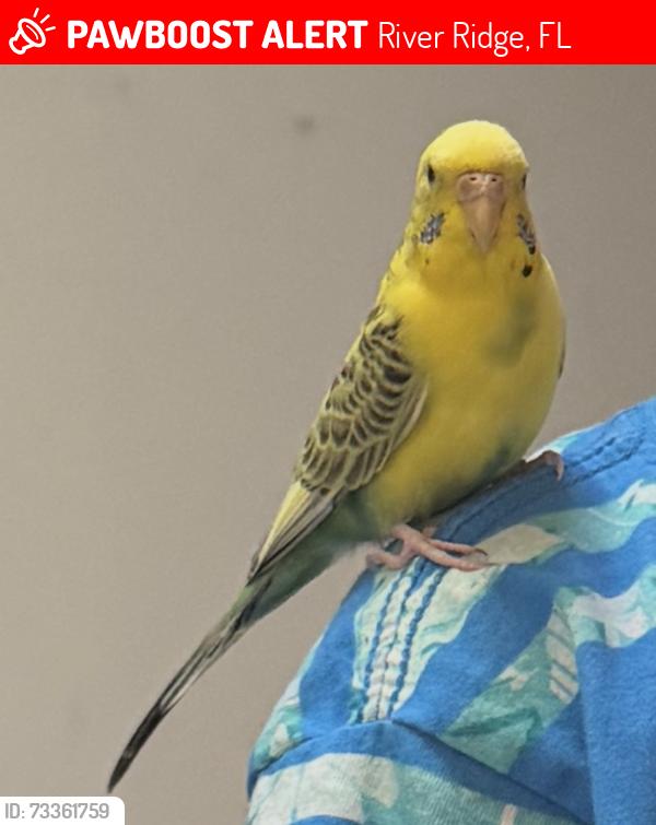 Lost Unknown Bird last seen Pineneedles/DeCubellis area, River Ridge, FL 34654