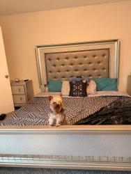 Lost Male Dog last seen Near Tucker mill rd, Conyers, GA 30094