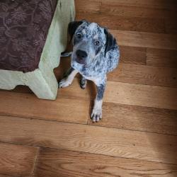 Found/Stray Male Dog last seen 50th n may ar walgreens, Oklahoma City, OK 73112