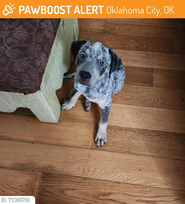 Found/Stray Male Dog last seen 50th n may ar walgreens, Oklahoma City, OK 73112
