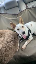 Found/Stray Female Dog last seen Willo water hole, Houston, TX 77035