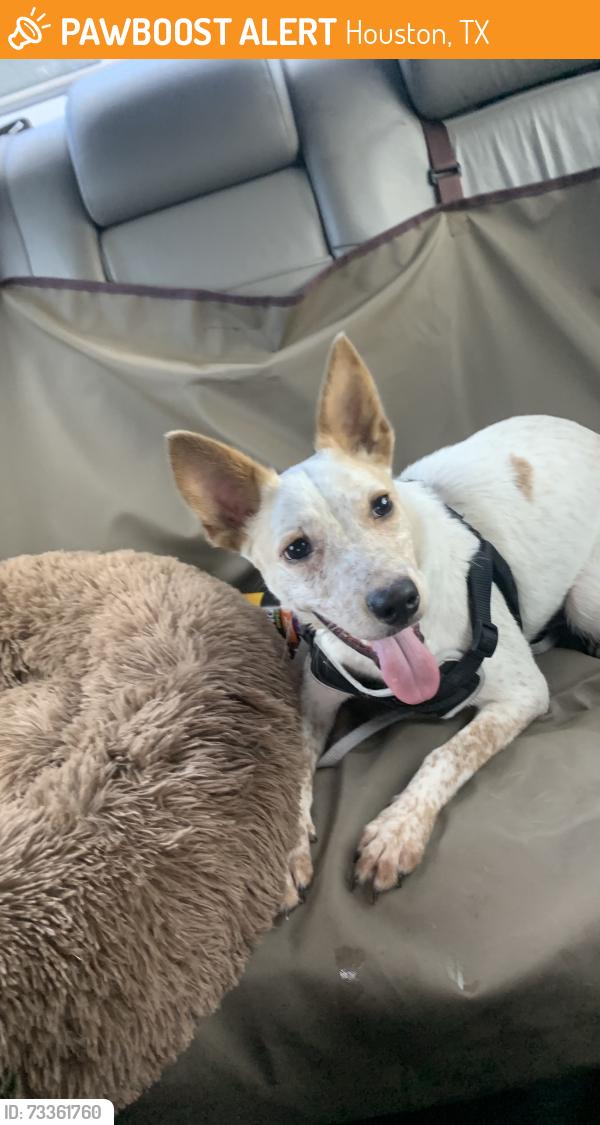 Found/Stray Female Dog last seen Willo water hole, Houston, TX 77035