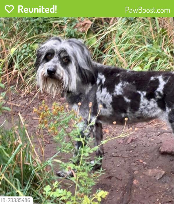 Reunited Female Dog last seen Tribly and Shields in FC, Fort Collins, CO 80526