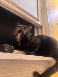Reunited Unknown Cat last seen W Ferry St, Buffalo, NY, USA, Buffalo, NY 14222