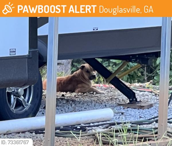 Found/Stray Unknown Dog last seen Banks Mill Road and Highway 5, Douglasville, GA 30135