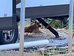 Found/Stray Unknown Dog last seen Banks Mill Road and Highway 5, Douglasville, GA 30135