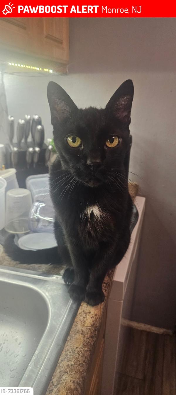 Lost Male Cat last seen Blaze Mill by Ryan Homes, Monroe, NJ 08094