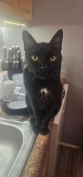 Lost Male Cat last seen Blaze Mill by Ryan Homes, Monroe, NJ 08094
