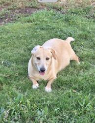 Reunited Male Dog last seen Near Downtown area, San Angelo, TX 76905