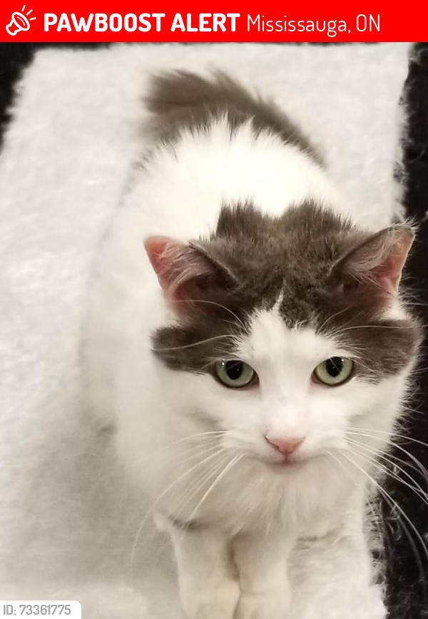 Lost Female Cat last seen Cavell Drive and Lewis, Mississauga, ON 