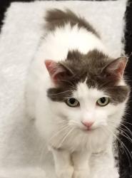 Lost Female Cat last seen Cavell Drive and Lewis, Mississauga, ON 