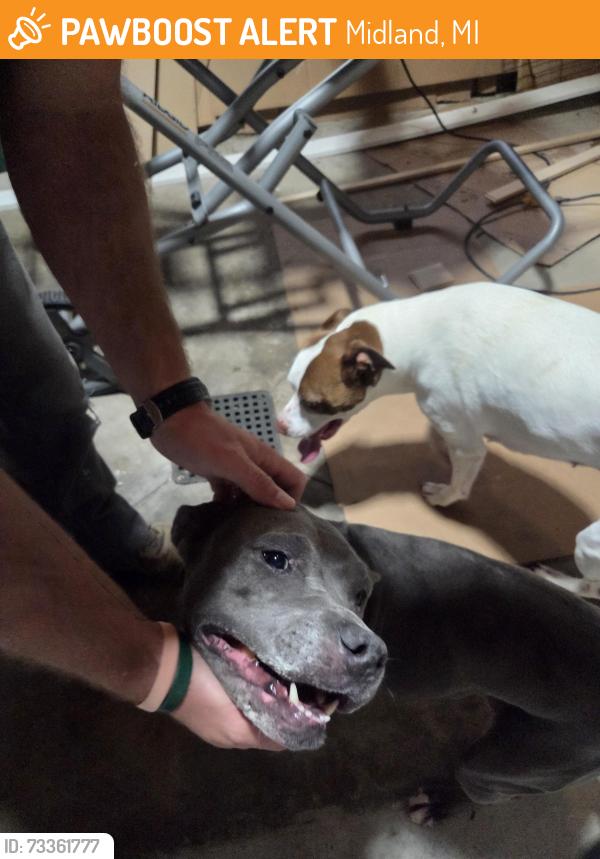 Found/Stray Unknown Dog last seen Crescent and Roanoke Court, Midland, MI 48640