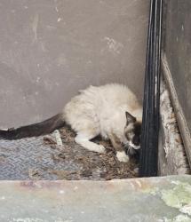 Reunited Female Cat last seen Halsey J, Brooklyn, NY 11221